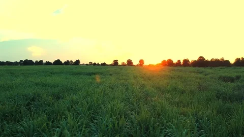 Aerial view of drone fly over of sugar cane field Stock Footage 98920102