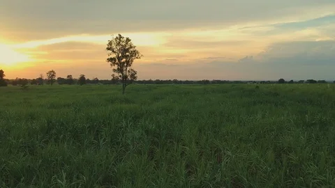 Aerial view of drone fly over of sugar cane field Video stock 98920111