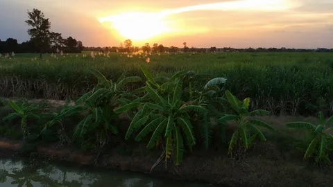 Aerial view of drone fly over of sugar cane field Видео 98920132