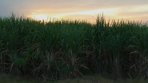 Aerial view of drone fly over of sugar cane field Stock Footage 98920245