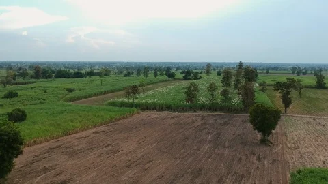 Aerial view of drone fly over of sugar cane field Video stock 98920402