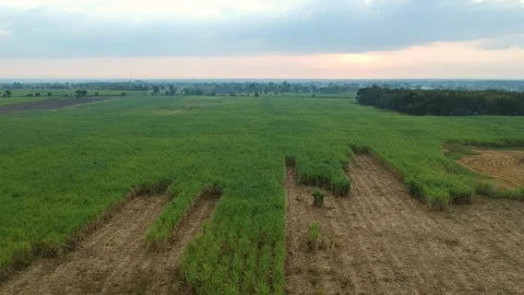 Aerial view of drone fly over of sugar cane field Stock Footage 98920601