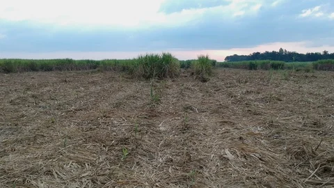 Aerial view of drone fly over of sugar cane field Stock Footage 98920616