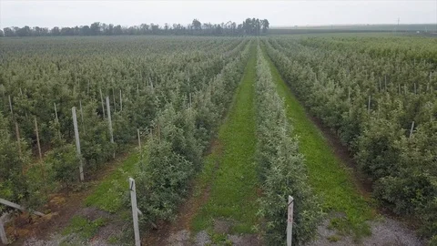 Aerial view of drone fly over of apples orchard in cloudy day Stockbeeldmateriaal 125464882