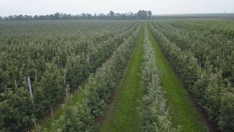 Aerial view of drone fly over of apples orchard in cloudy day Stockbeeldmateriaal 125465057