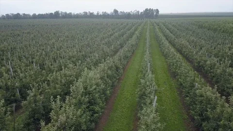 Aerial view of drone fly over of apples orchard in cloudy day Stockbeeldmateriaal 125465207