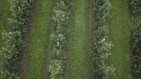 Aerial view of drone fly over of apples orchard in cloudy day Stockbeeldmateriaal 125465365