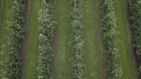 Aerial view of drone fly over of apples orchard in cloudy day Stockbeeldmateriaal 125465615