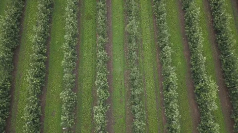 Aerial view of drone fly over of apples orchard in cloudy day Stockbeeldmateriaal 125465910