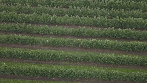 Aerial view of drone fly over of apples orchard in cloudy day Stockbeeldmateriaal 125466282