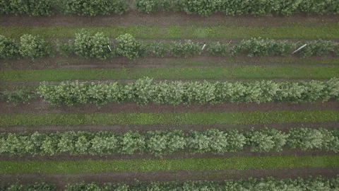 Aerial view of drone fly over of apples orchard in cloudy day Stock Footage 125466431