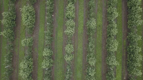 Aerial view of drone fly over of apples orchard in cloudy day Stockbeeldmateriaal 125466600