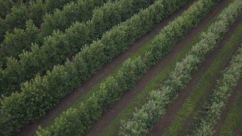 Aerial view of drone fly over of apples orchard in cloudy day Stockbeeldmateriaal 125466760