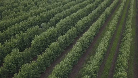 Aerial view of drone fly over of apples orchard in cloudy day Stockbeeldmateriaal 125466973