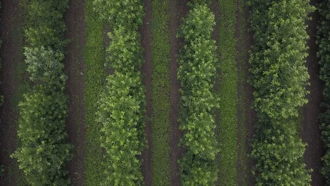 Aerial view of drone fly over of apples orchard in cloudy day Stockbeeldmateriaal 125467313