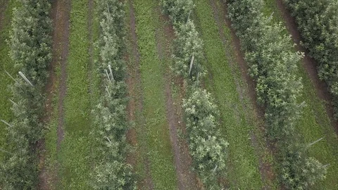 Aerial view of drone fly over of apples orchard in cloudy day. indusrial apple Stockbeeldmateriaal 125472236
