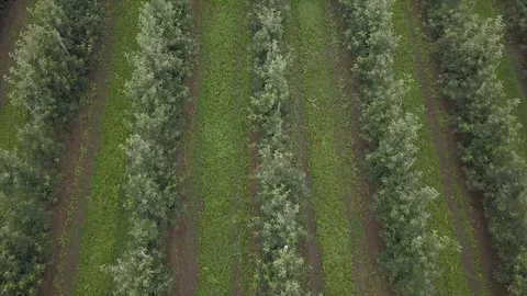 Aerial view of drone fly over of apples orchard in cloudy day. indusrial apple Stockbeeldmateriaal 125472436