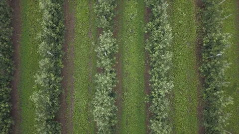 Aerial view of drone fly over of apples orchard in cloudy day. indusrial apple Stockbeeldmateriaal 125472785