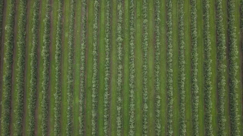 Aerial view of drone fly over of apples orchard in cloudy day. indusrial apple Stockbeeldmateriaal 125473072