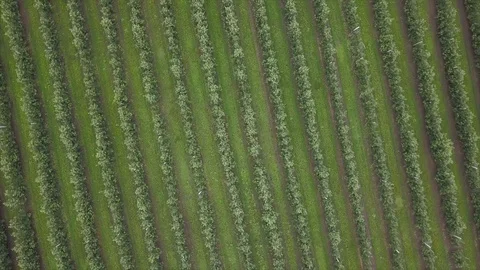Aerial view of drone fly over of apples orchard in cloudy day. indusrial apple Видео 125473351