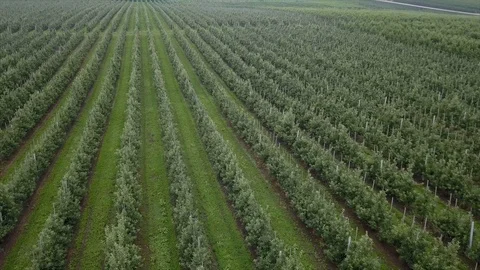 Aerial view of drone fly over of apples orchard in cloudy day. indusrial apple Stockbeeldmateriaal 125473779