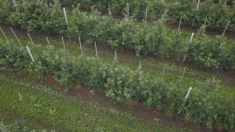 Aerial view of drone fly over of apples orchard in cloudy day. indusrial apple Stockbeeldmateriaal 125474047