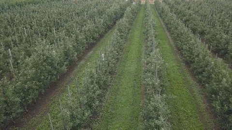 Aerial view of drone fly over of apples orchard in cloudy day. indusrial apple Видео 125474310