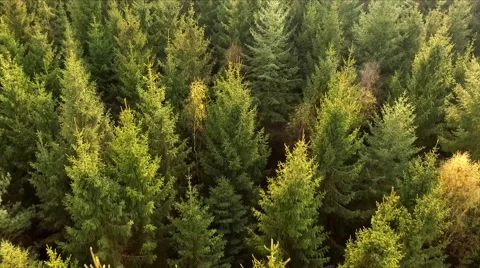 Aerial view Drone fly Shot Over The North European Forest Stock Footage 62935098