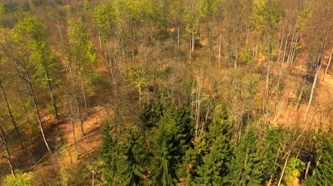 Aerial view Drone fly Shot Over The North European Forest Stock Footage 62935648