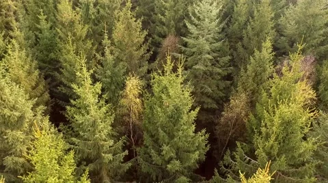 Aerial view Drone fly Shot Over The North European Forest Stock Footage 62938925