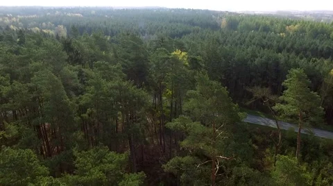 Aerial view Drone fly Shot Over The North European Forest Stock Footage 62942914