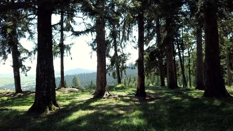 Aerial view. Drone flyes throught he forest Stock Footage 93829083