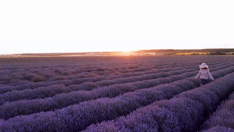 Aerial view a drone flying back to a field with blooming lavender young woman Stock Footage 119034154
