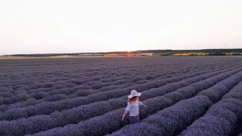 Aerial view from a drone flying back purple field with blooming lavender flowers Stock Footage 119034392