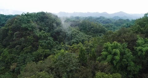 Aerial view of drone flying in the bamboo forest mountains, 4k Stock Footage
