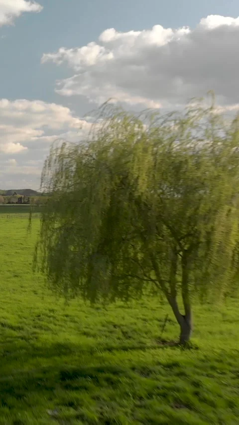 Aerial view of drone flying fast above meadow lands and passing though a tree Stock Footage 290129620