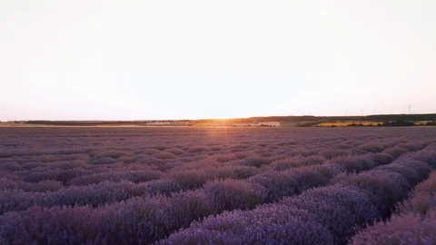 Aerial view a drone flying forward purple field with blooming lavender flowers Stock Footage 119034132