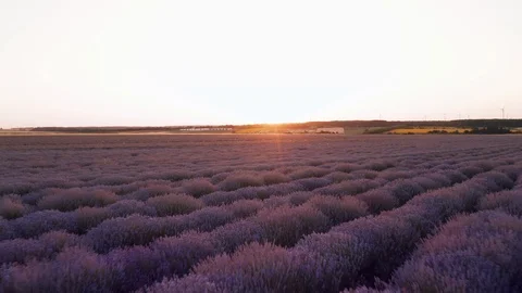 Aerial view from a drone flying forward on a bright purple field Stock Footage 119034155