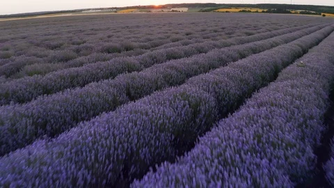 Aerial view drone flying forward on purple field with blooming lavender flowers Stock Footage
