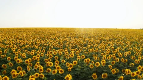 Aerial view drone flying forward agricultural field bright yellow sunflowers Stock Footage 119035429