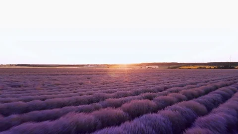 Aerial view from a drone flying forward on a purple field with blooming lavender Stock Footage 119035605