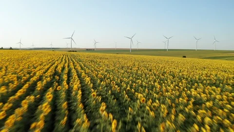 Aerial view drone flying high speed forward agricultural field yellow sunflowers Stock Footage 119034484