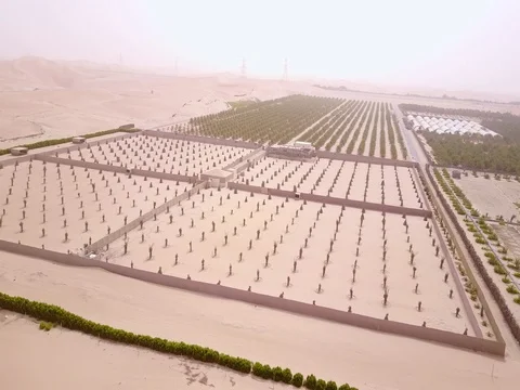Aerial view from a drone flying over a date palm farm. Stock Footage 77880183