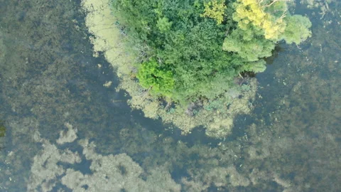 Aerial view, drone flying over water, mist, forest at sunrise Видео 113442861