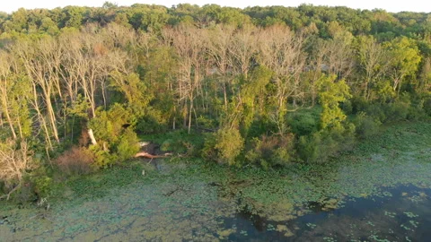 Aerial view, drone flying over water, mist, forest at sunrise Видео 113443859