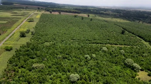 Aerial view of drone flying over trees forest conservation. Paris 스톡 동영상 150859570