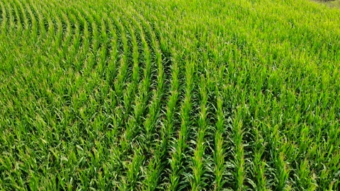 Aerial view of drone flying over a cornfield. Top view to the green farm Stock Footage