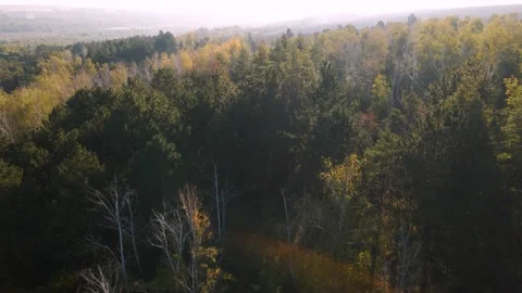 Aerial view of the drone flying over the woods in the early morning sunlight. Stock Footage 163336283