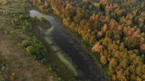 Aerial view from a drone flying over a forest lake during a warm summer sunset. Stock Footage 169498076
