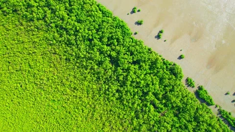 An aerial view from a drone flying over the mangrove forests along the coast Video stock 196909360